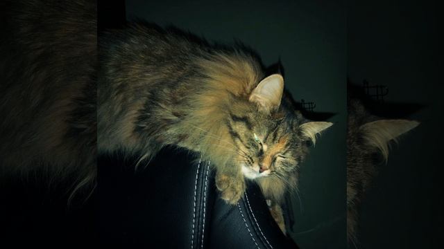 Как я смотреть онлайн