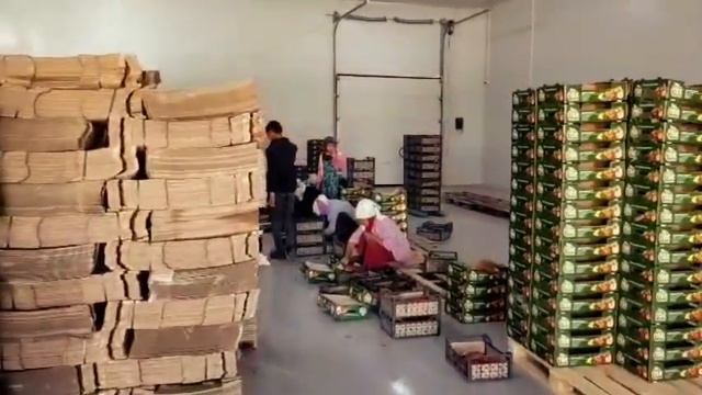 Сбор урожая абрикоса! Туркменистан 2025 смотреть онлайн