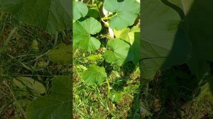 Тыква--выращивание и прищипывание💚