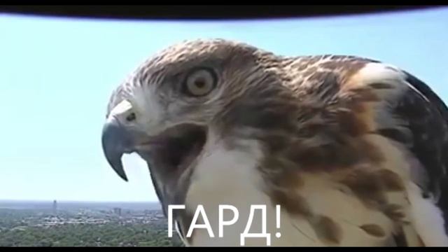 Ястребиный клич смотреть онлайн