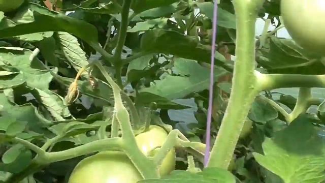 Томат Чёрный Принц