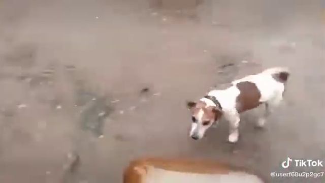 Милая собачка играет с кегой смотреть онлайн