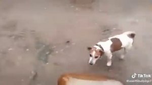 Милая собачка играет с кегой