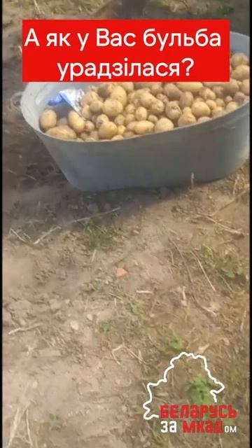 Беларусы пытаются оценить урожай 🥔 картофеля 2024 г.#bela