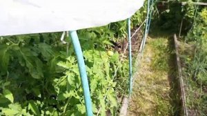 Томат "Чудо лентяя': урожайный, ранний, непасынкующийс?