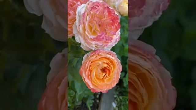 Роза Princess Aiko. Рада видеть в гостях Telegram канала, ссылка ?