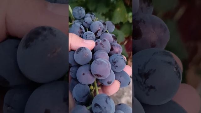 Виноград Раджа тел 8771-614-62-73 ватцап смотреть онлайн