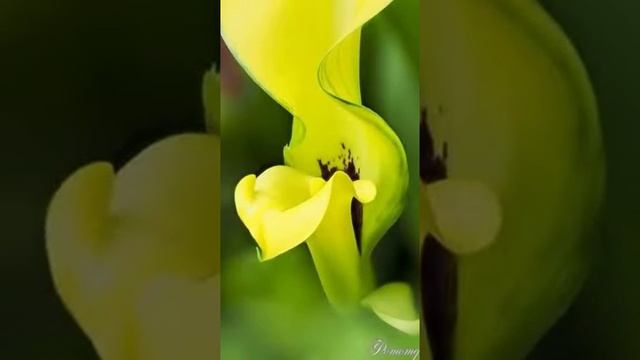 С добрым утром Алла Борисовна! И с хорошим ярким днём! смотреть онлайн