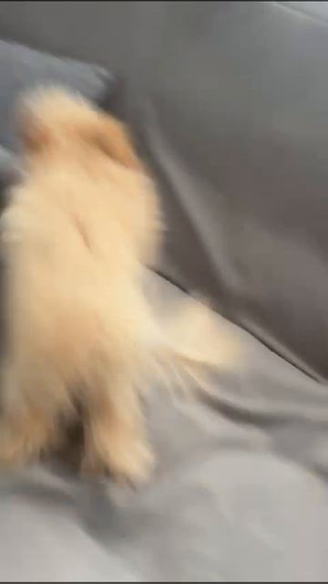 Мальтипу Мия# собачка танцует # наэлектризованная