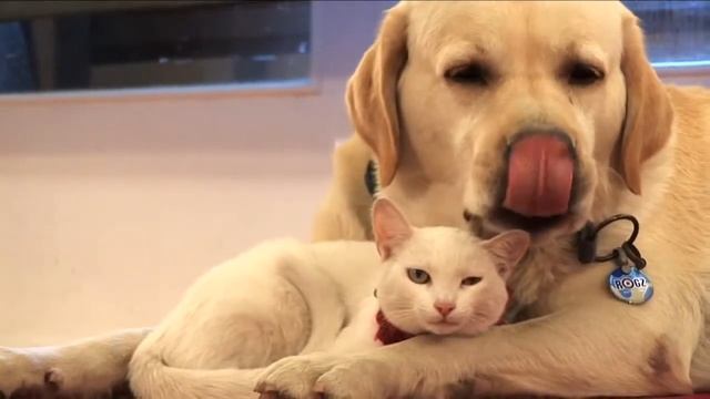 Собака и кошка. Сладкая парочка смотреть онлайн