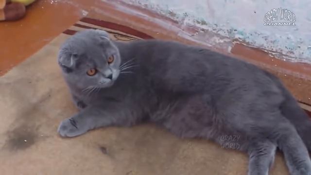 ГОВОРЯЩИЕ КОТЫ И КОШКИ 2018 СМЕШНЫЕ КОТЫ И КОШКИ 2018 ПРИКОЛЫ С КОТАМИ И КОШКАМИ 2018 %2378 смотреть онлайн