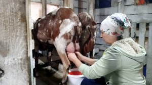 ПОДОИЛИ ПЕРВОКОТОК И ВАРЮ КОЗИЙ СЫР