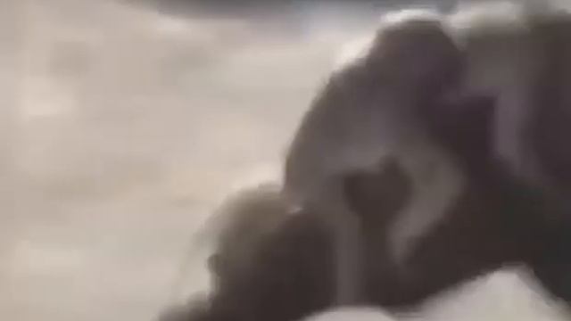 Свинья и обезьяны смешные смотреть онлайн