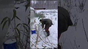 Лотенкова О. Ю.- Долматов В. А. Черенки персика Донецкий