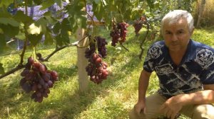 Виноград Борисфен.