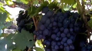 Сорт винограда "Экзотик" - сезон 2018