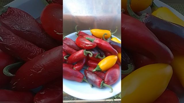 Халапеньо. Острый перец. смотреть онлайн