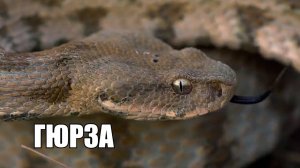 Гюрза - ＂гробовая змея＂. Смертельно опасна! ｜ Film Studio Aves