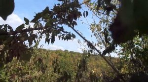 КИЗИЛ обрезка и уборка - оч. просто. Ч.1