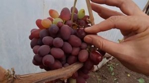 Сюзанна (Красная пуля)