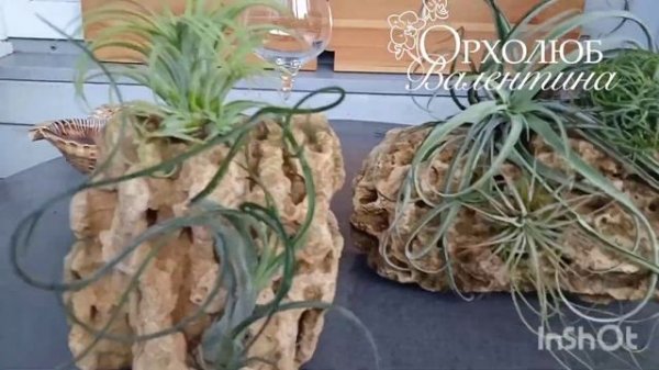 Тилландсии в интерьере.