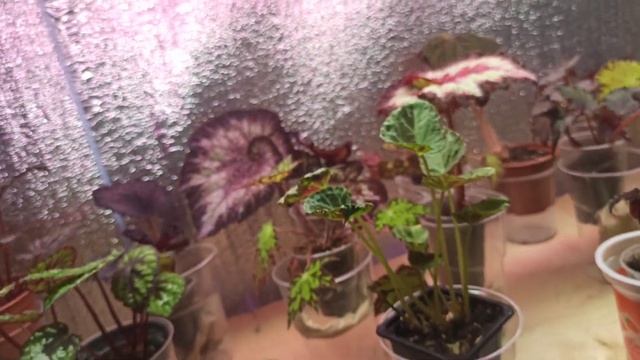 После обработки Фитовермом