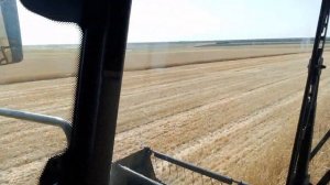 Убираем оз пшеницу сорт школа 04,07,2024 г