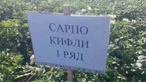 Картофель Сарпо Мира, Уника, Шараари Пирошка, и Сынок (?