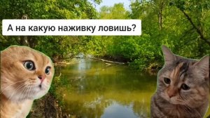 Мем два кота разговаривают #мем #коты