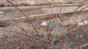 Ежевика Виктория, результат зимовки. 27.03.25