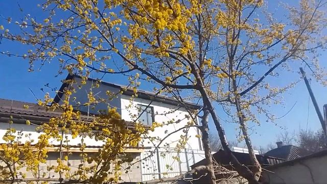 ЦВЕТЕТ КИЗИЛ🌞