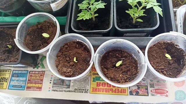 187.НЕ СПЕШУ ВЫСАЖИВАТЬ РАССАДУ🍅ВЗОШЛИ ОГУРЦЫ 🥒// НОВ смотреть онлайн