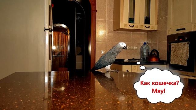 ✅ ГОВОРЯЩИЙ ПОПУГАЙ ДЕРЗИТ ХОЗЯИНУ 🐦 ЖАКО ПЕТРУНЯ #смешныеживотные смотреть онлайн
