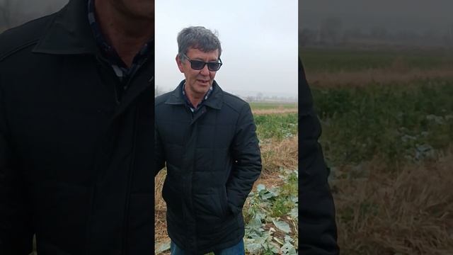 Фацелия дар Истаравшан