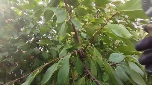 Обрезка нетипичной кустовидной вишни