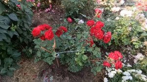 Роза Хоуп фо хьюманити. Цветет в +40!