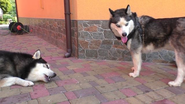 Очень СМЕШНЫЕ ХАСКИ голубые глазки Very funny Siberian Husky blue eyes. смотреть онлайн
