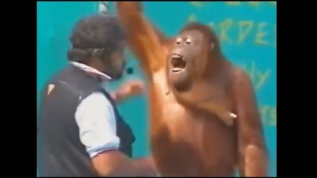 Смешные обезьяны. Приколы про обезьян. Смеяться ВСЕМ. смотреть онлайн