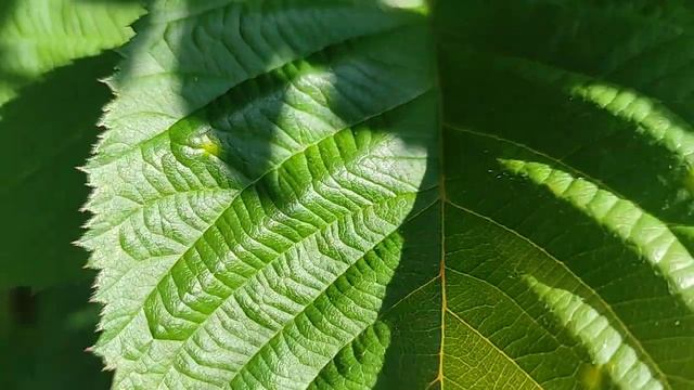 Ежевика Небеса могут подождать, сверяем сортность смотреть онлайн