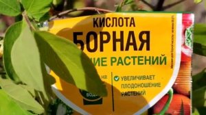 СРОЧНО ПОДКОРМИТЕ ЖИМОЛОСТЬ ВО ВРЕМЯ ЦВЕТЕНИЯ