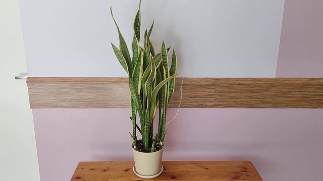 Сансевиерии 5,5 мес. спустя #сансевиерия #snakeplant #sansevieria