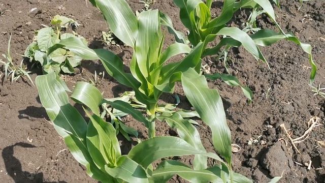 Суперсолодка кукурудза Карамелло F1 Sh2 (May Seeds). #кукуруд?