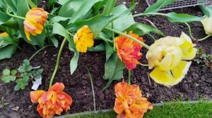 21 мая.Утро🌷. Прогулка по саду 🐈⬛🌷🐈