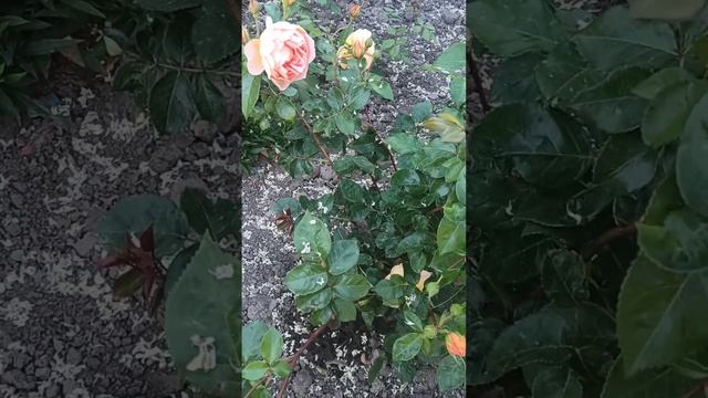 Rose Pat Austin In My Garden, Second Year# троянда Пет Остін в моєму саду,