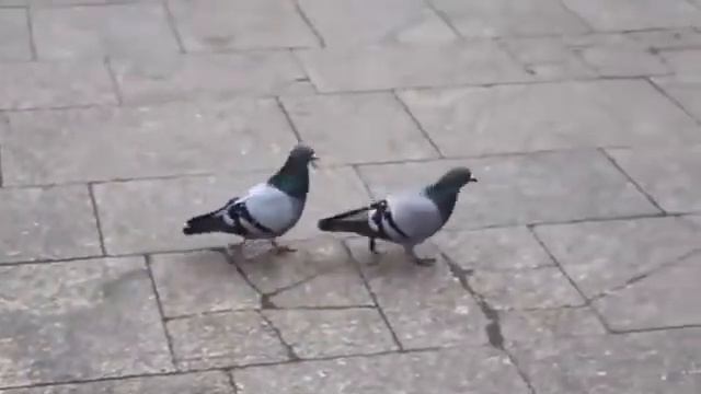 Pigeons Голуби клёво танцуют смотреть онлайн
