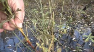 Как добыть Сабельник болотный