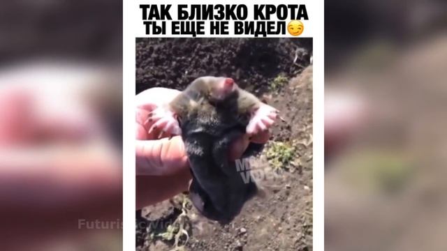 15 МИНУТ СМЕХА ДО СЛЁЗ | ЛУЧШИЕ ПРИКОЛЫ 2020 АПРЕЛЬ | №7️⃣ смотреть онлайн