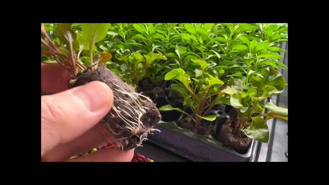 Добро пожаловать на ярмарку  