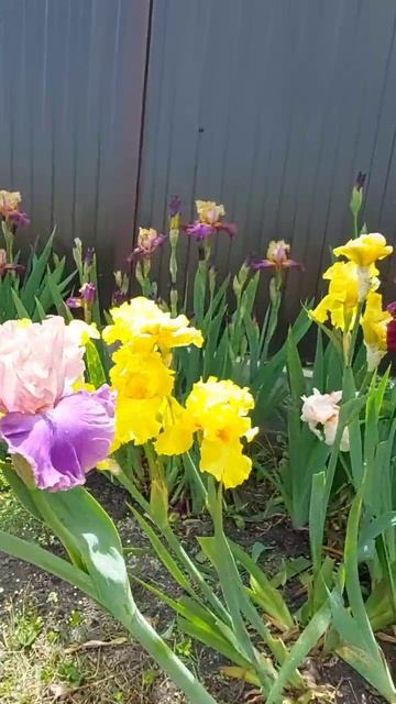 Ирисы! смотреть онлайн