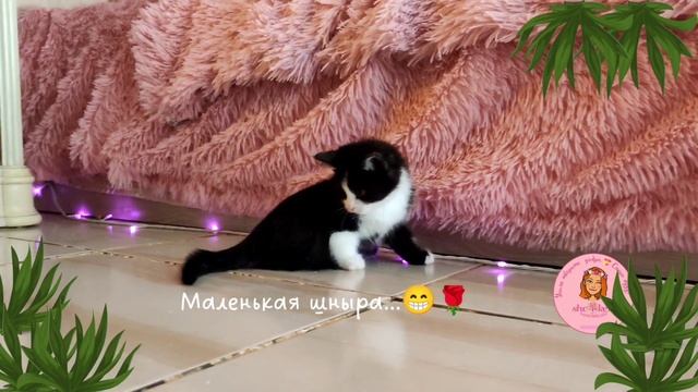 👀 Маленький котёнок💓 спинальник Тедди 🐱показывает